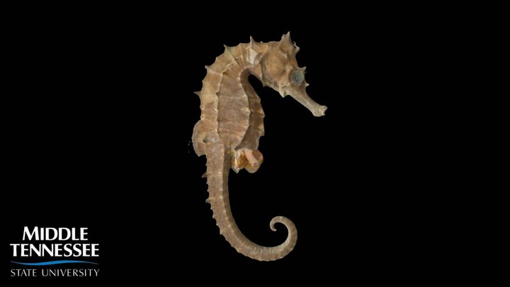 Lined Seahorse - Hippocampus erectus 3D Model