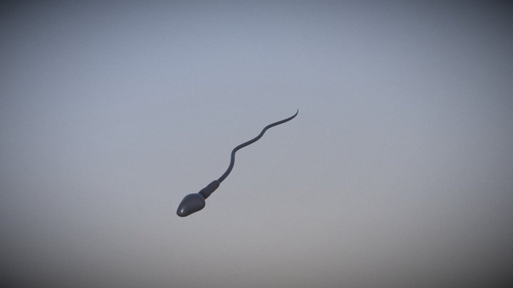 Spermatozoide humain 3D Model