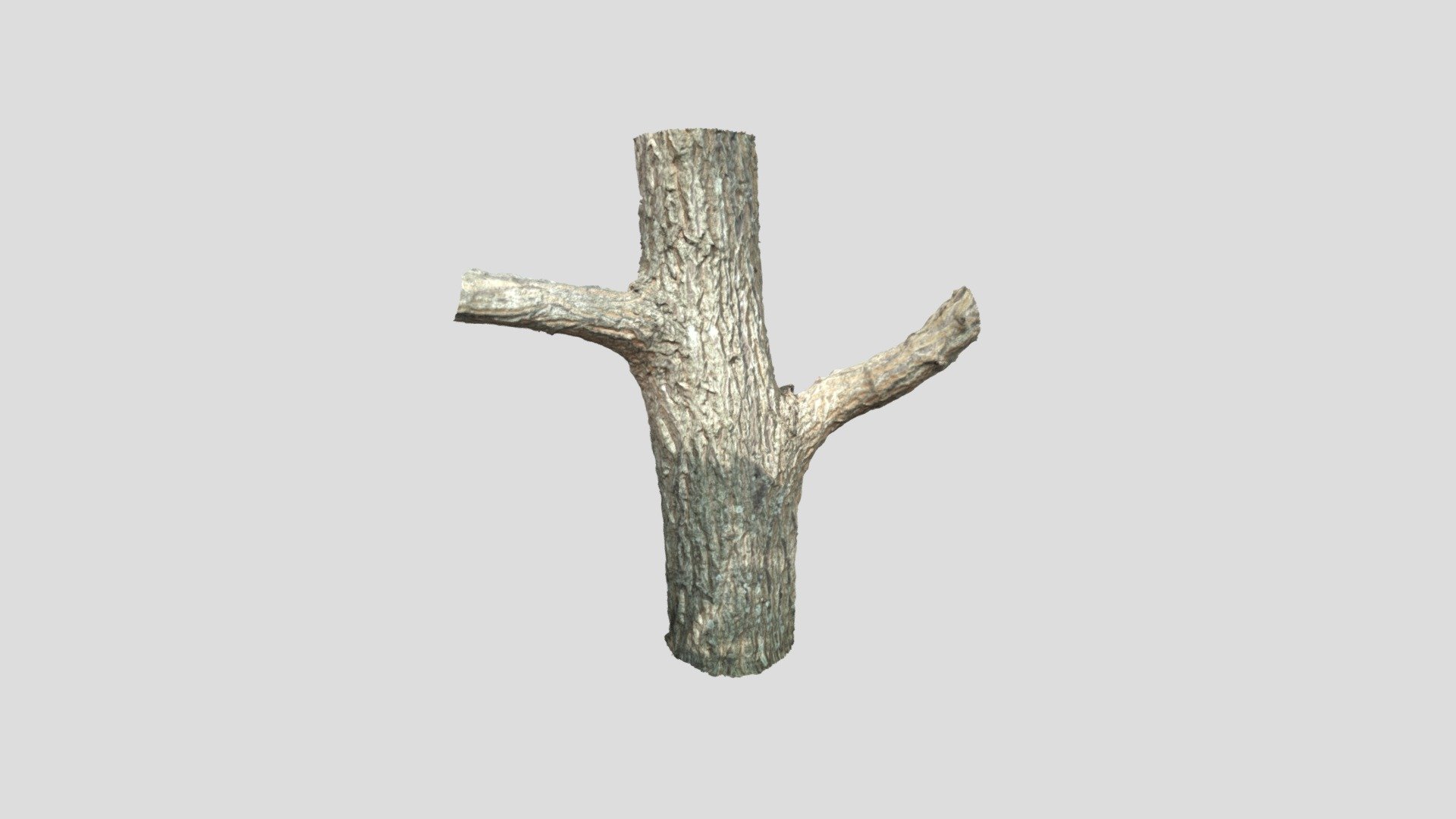 クヌギの幹 Sawtooth oak, Trunk, Quercus Acutissima