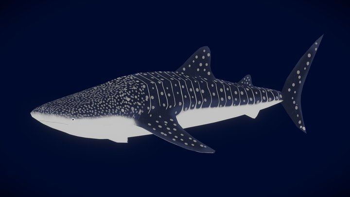 Whale Shark | Game Ready 3D Model