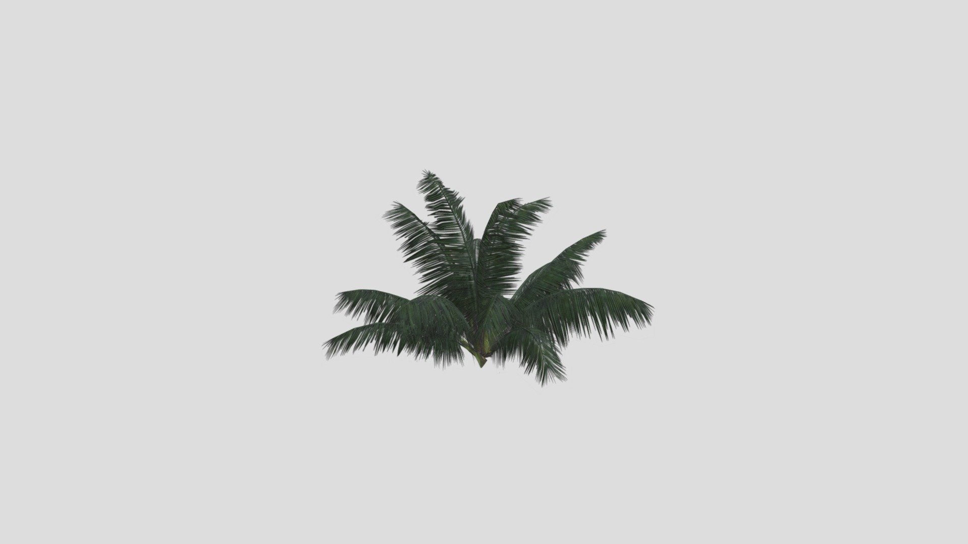 Dark Green Ground Palm
