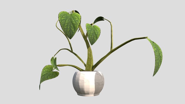 wk8 3D Model