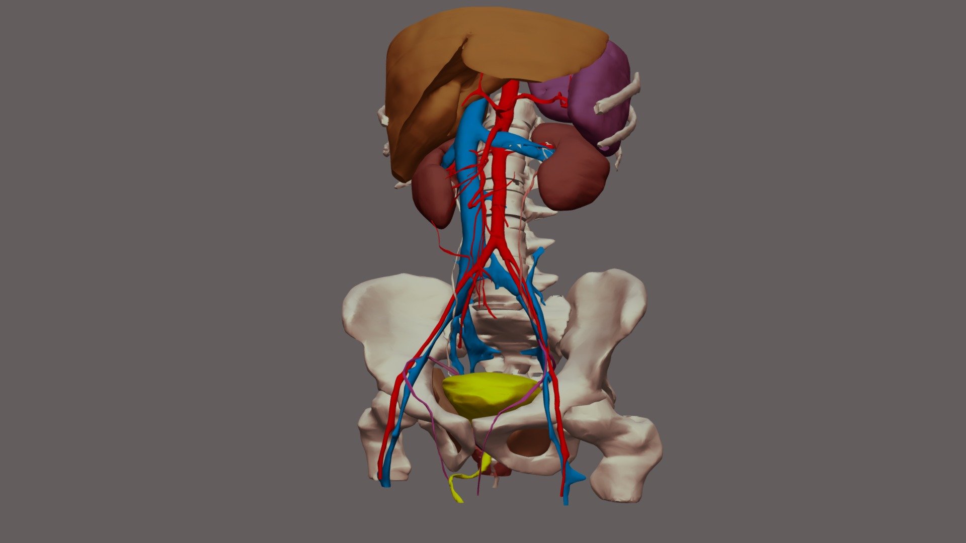 ABDOMEN kvh - 3D model by Chair_Digital_Anatomy [9ce2ecf] - Sketchfab