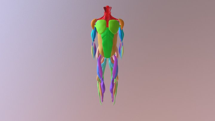 Muscles 3D Model