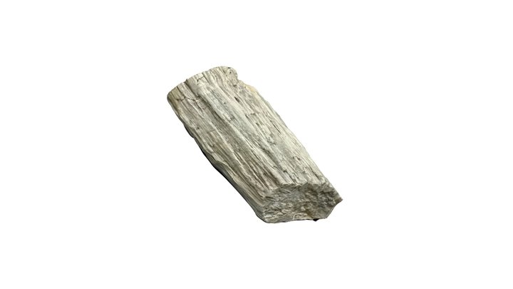 Petrified Wood 3D Model