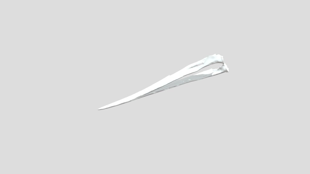 Ciconia nigra - bottom jaw