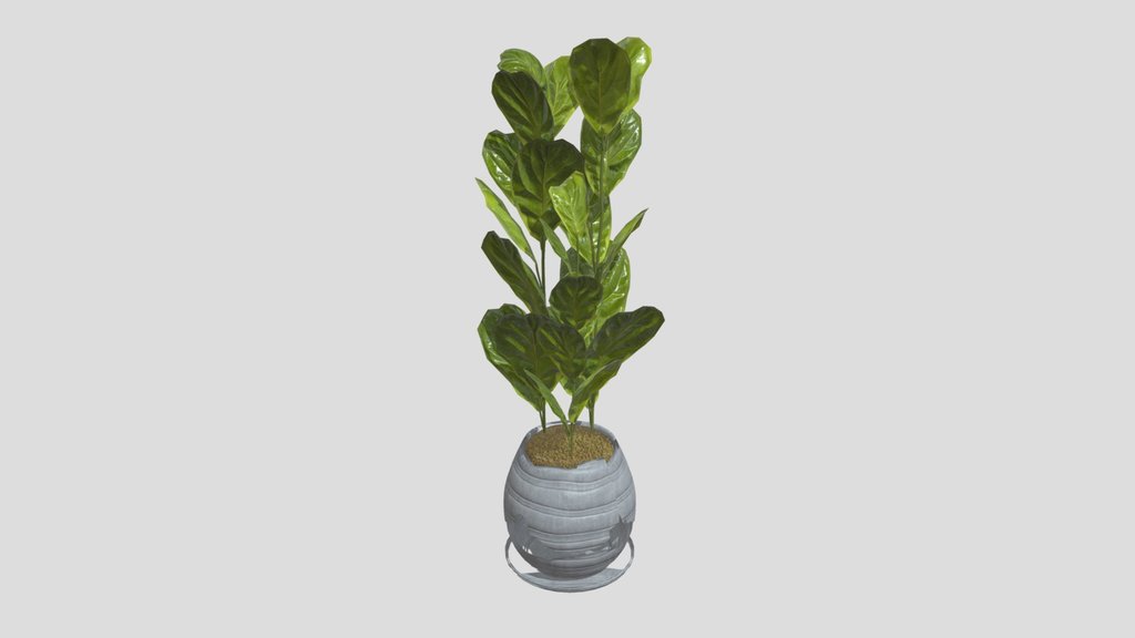 Fiddle Leaf Fig