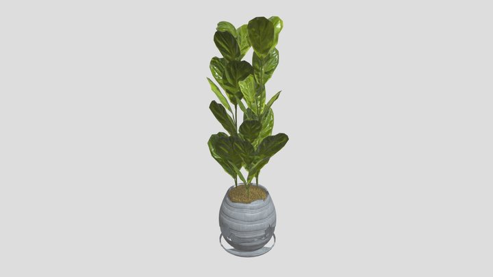 Fiddle Leaf Fig