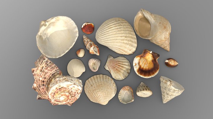 Seashells 3D models - Sketchfab