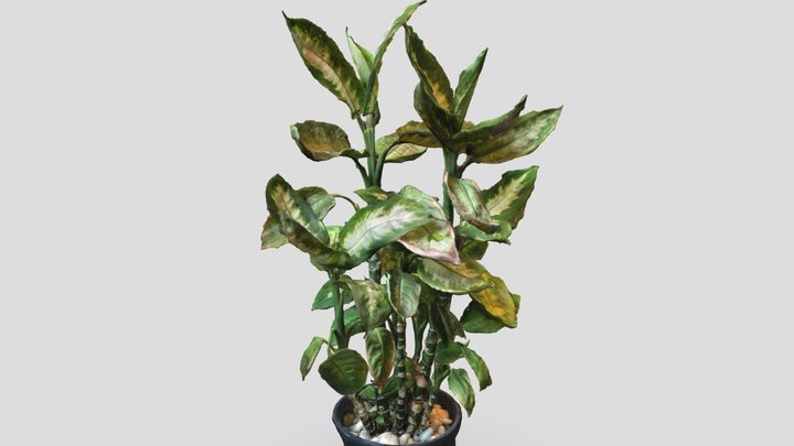 Indoor Plant Dieffenbachia 3D Model