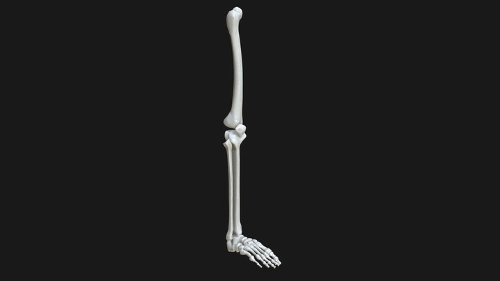 Anatomy - Leg and Foot bones 3D Model