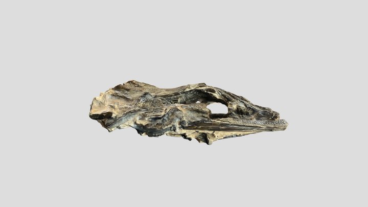 Echelus branchialis NHMUK PV P 65205 London Clay