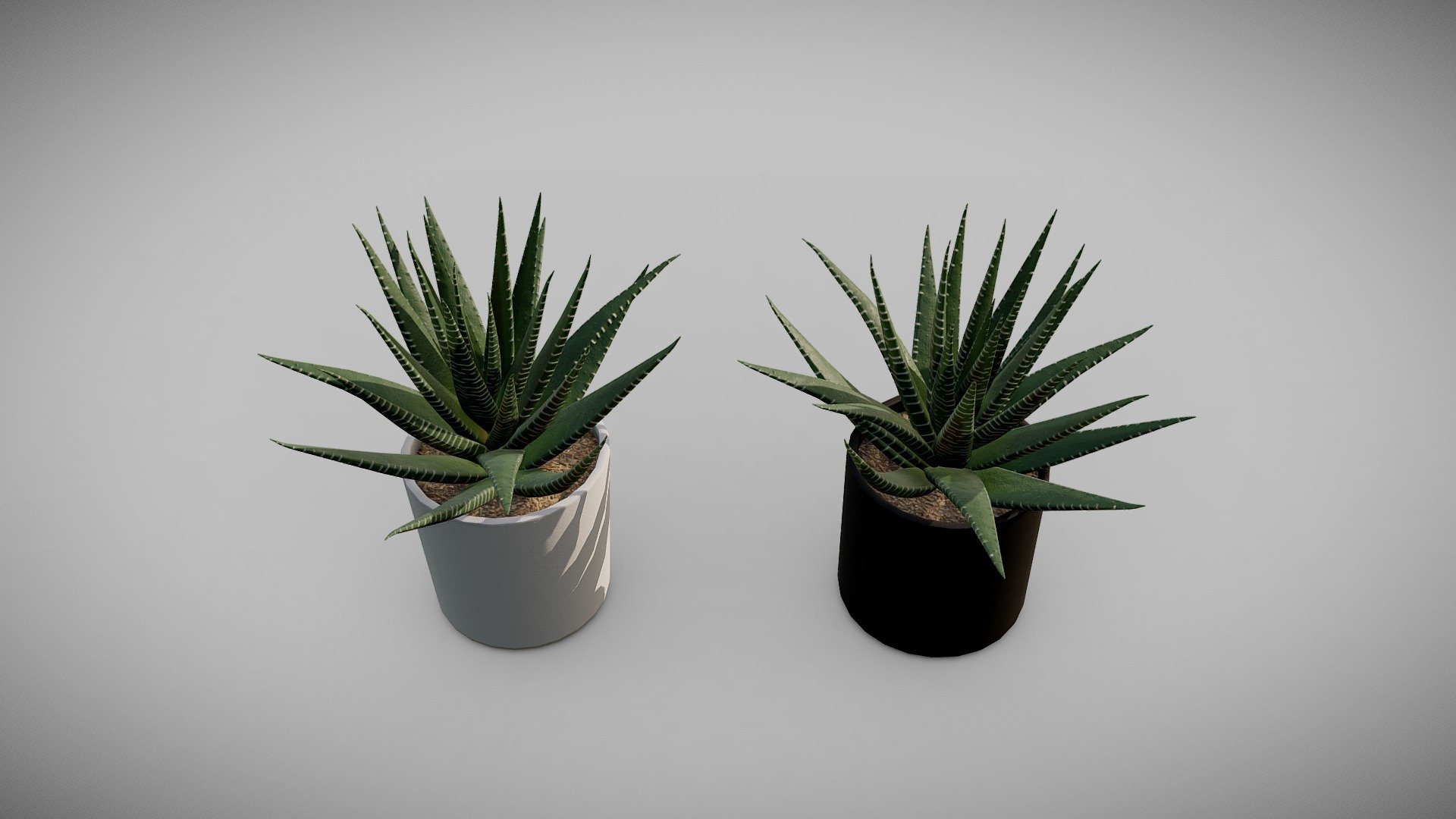 Zebra Plant (Haworthia fasciata)