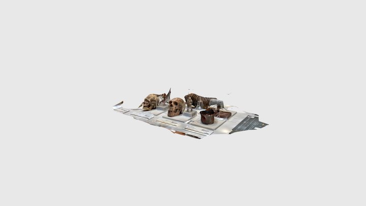 骨と模型 3D Model