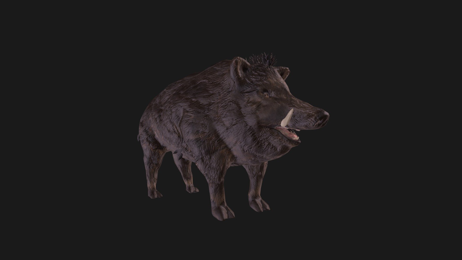 Boar Portfolio Final