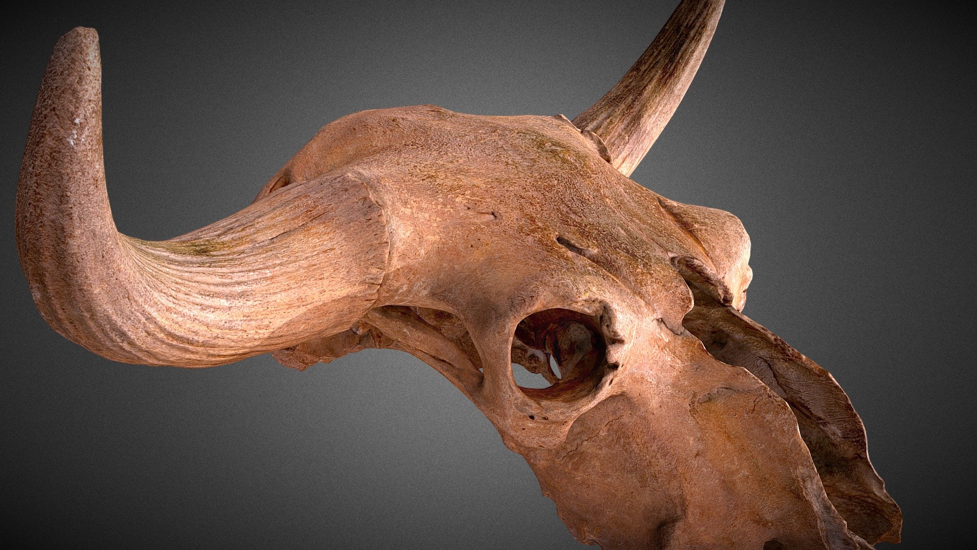 Real Bison Skull 3D model