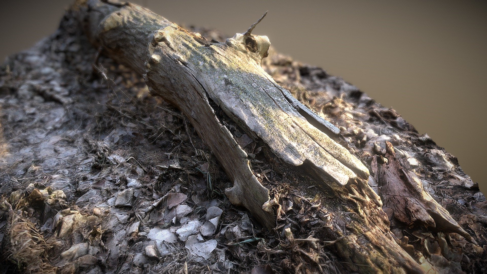 Old Log Laying in Forest