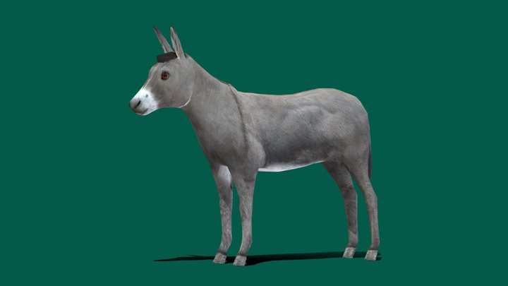 Equus_asinus 3D models - Sketchfab