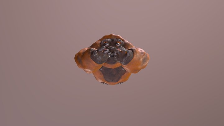goriloooooon 3D Model