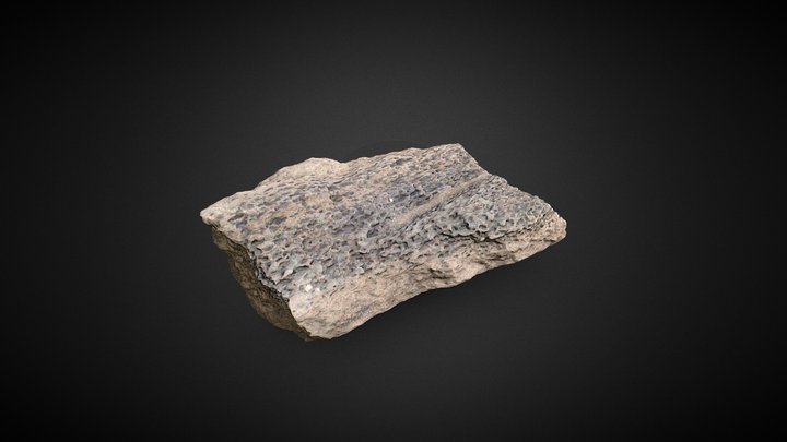 CZI-P031 C Fragmento de hueso largo 3D Model