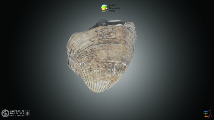 Bivalve- Venus sp. – Kostenloses 3D-Modell STL