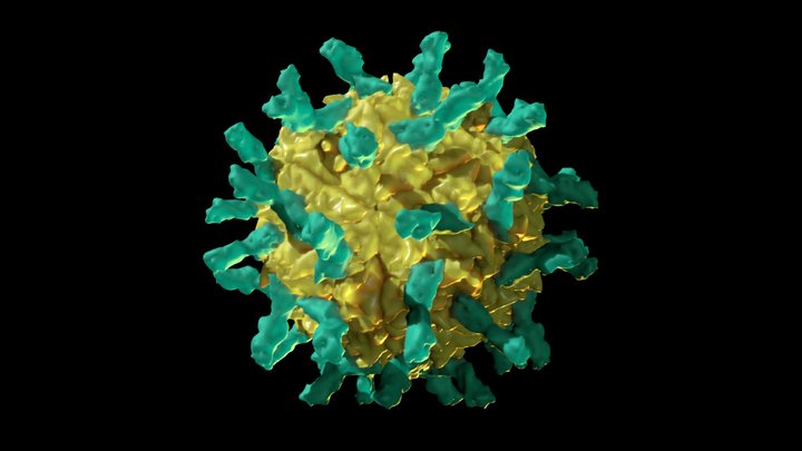 Polio2 3D Model