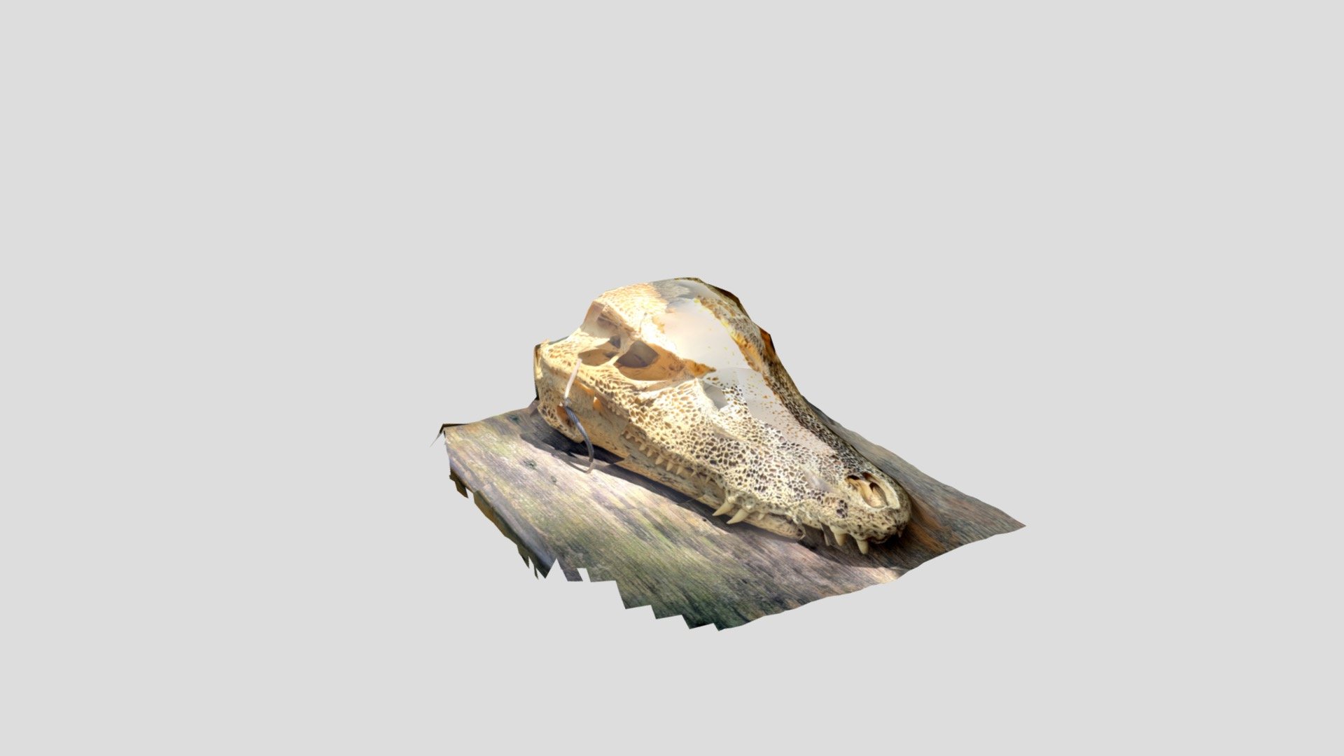 Caiman (Smooth fronted)