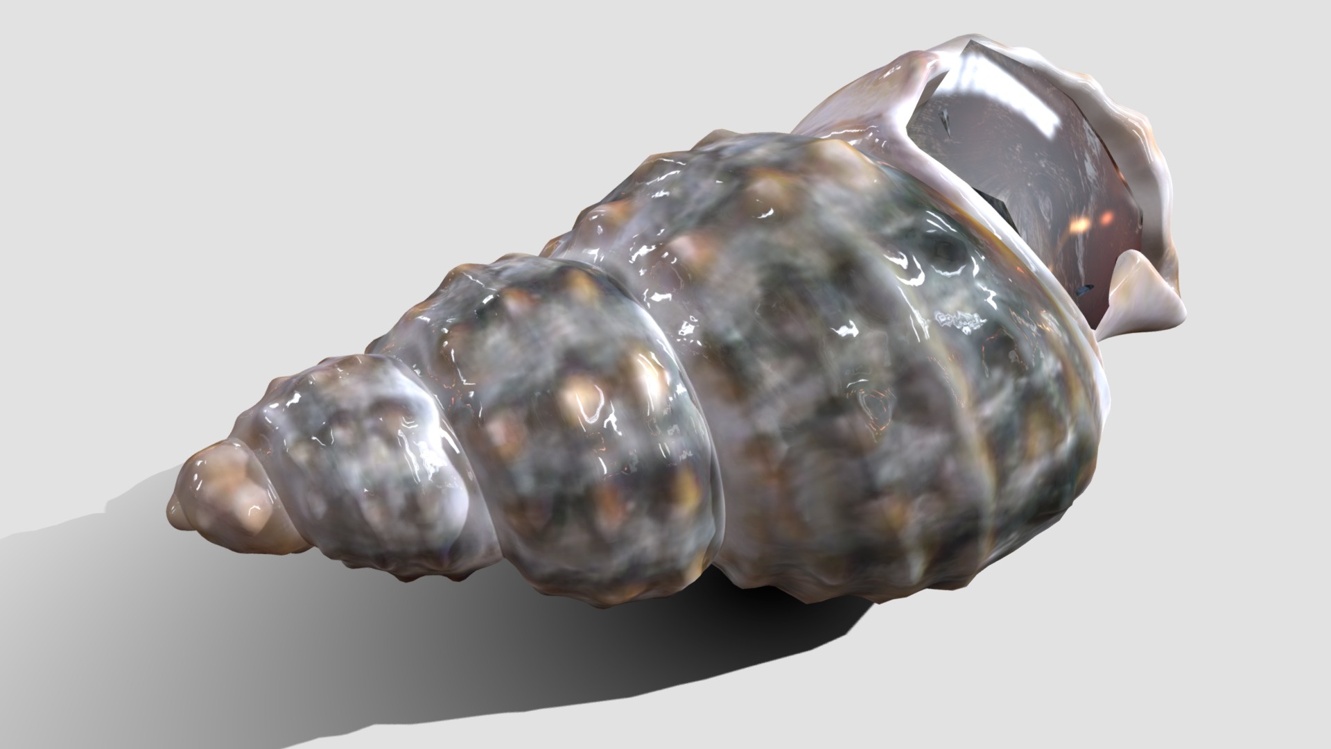 3D model Sea Snail Nassariidae - This is a 3D model of the Sea Snail Nassariidae. The 3D model is about a close-up of a marble.