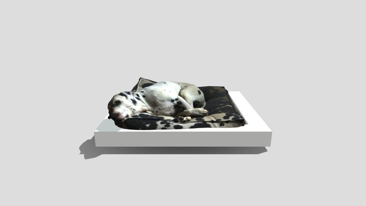 Dog Scan Vertex Colors 3D Model