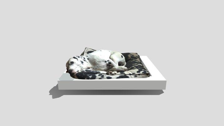 Dog Scan No Vertex Colors 3D Model