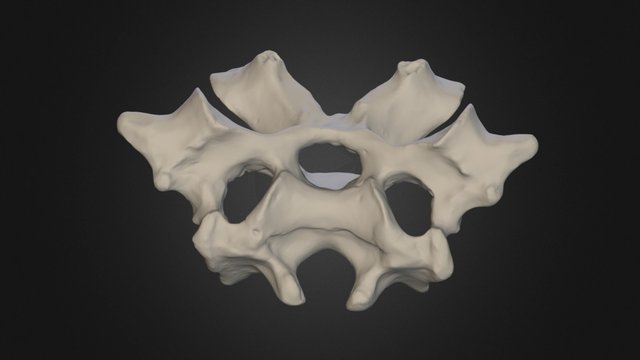 Neck vertebra #9, Durban dodo 3D Model