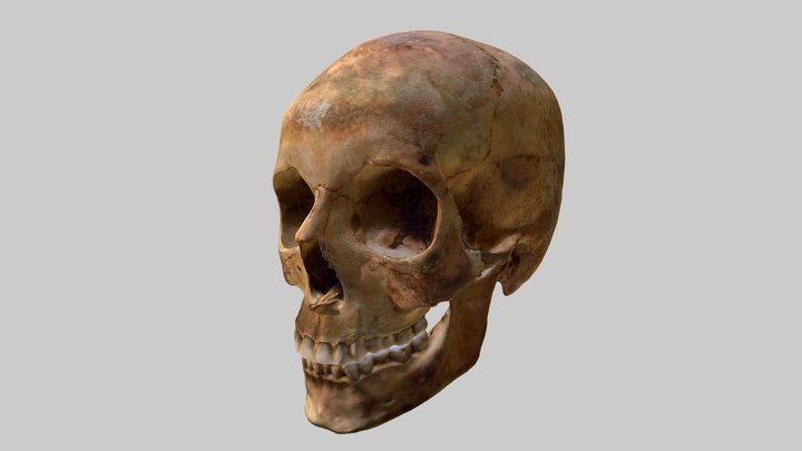 Roman Period Skull I 3D Model