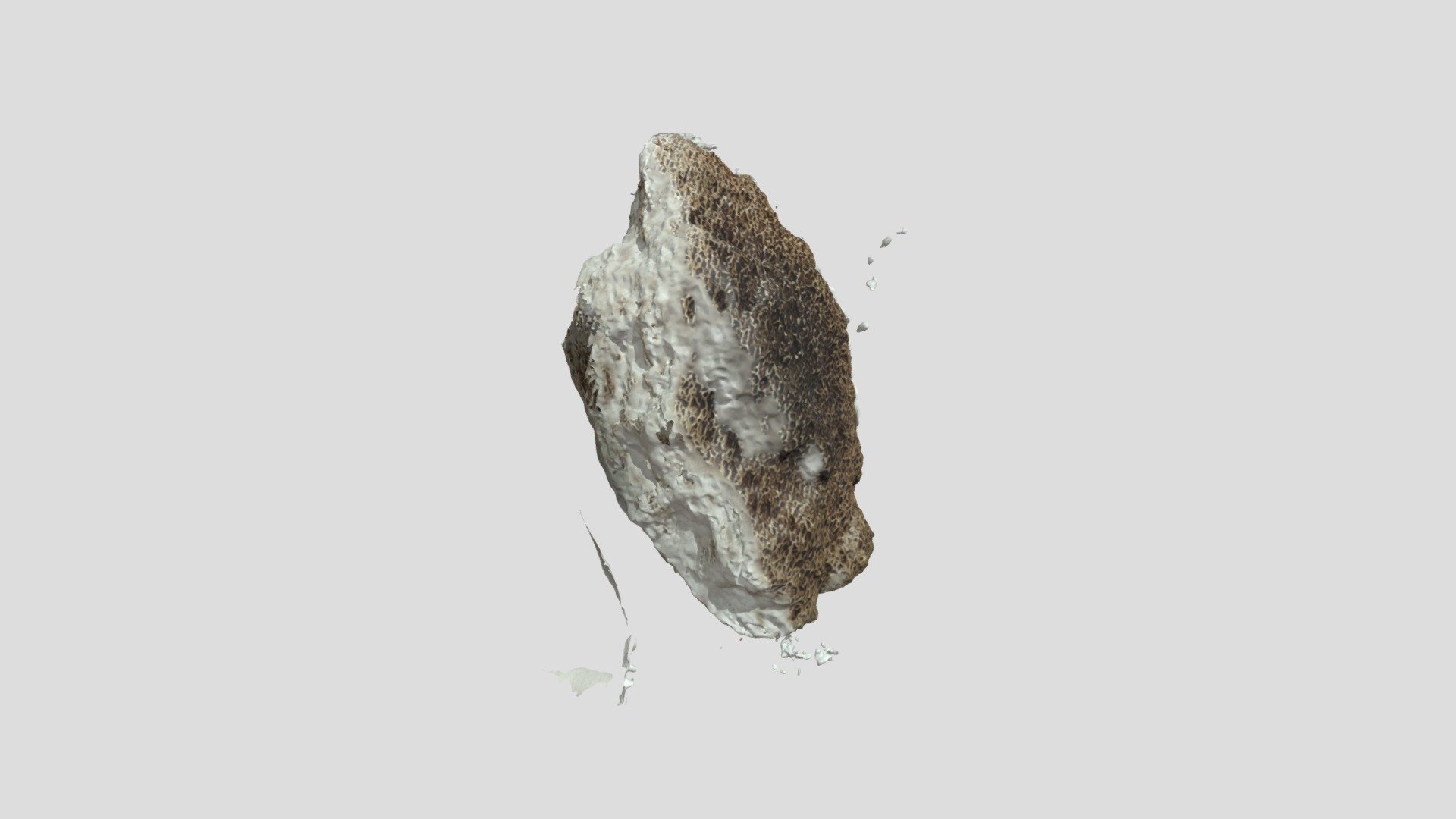 Fossils 14