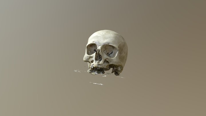 Skull Testv 2 3D Model