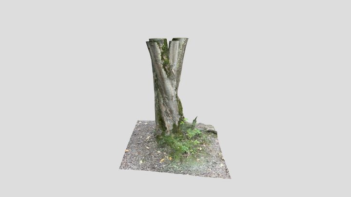 Trunk