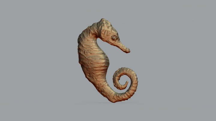 Hippocampus by DanTommi 3D Model