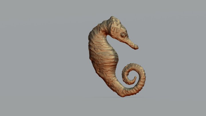 Hippocampus by DanTommi 3D Model