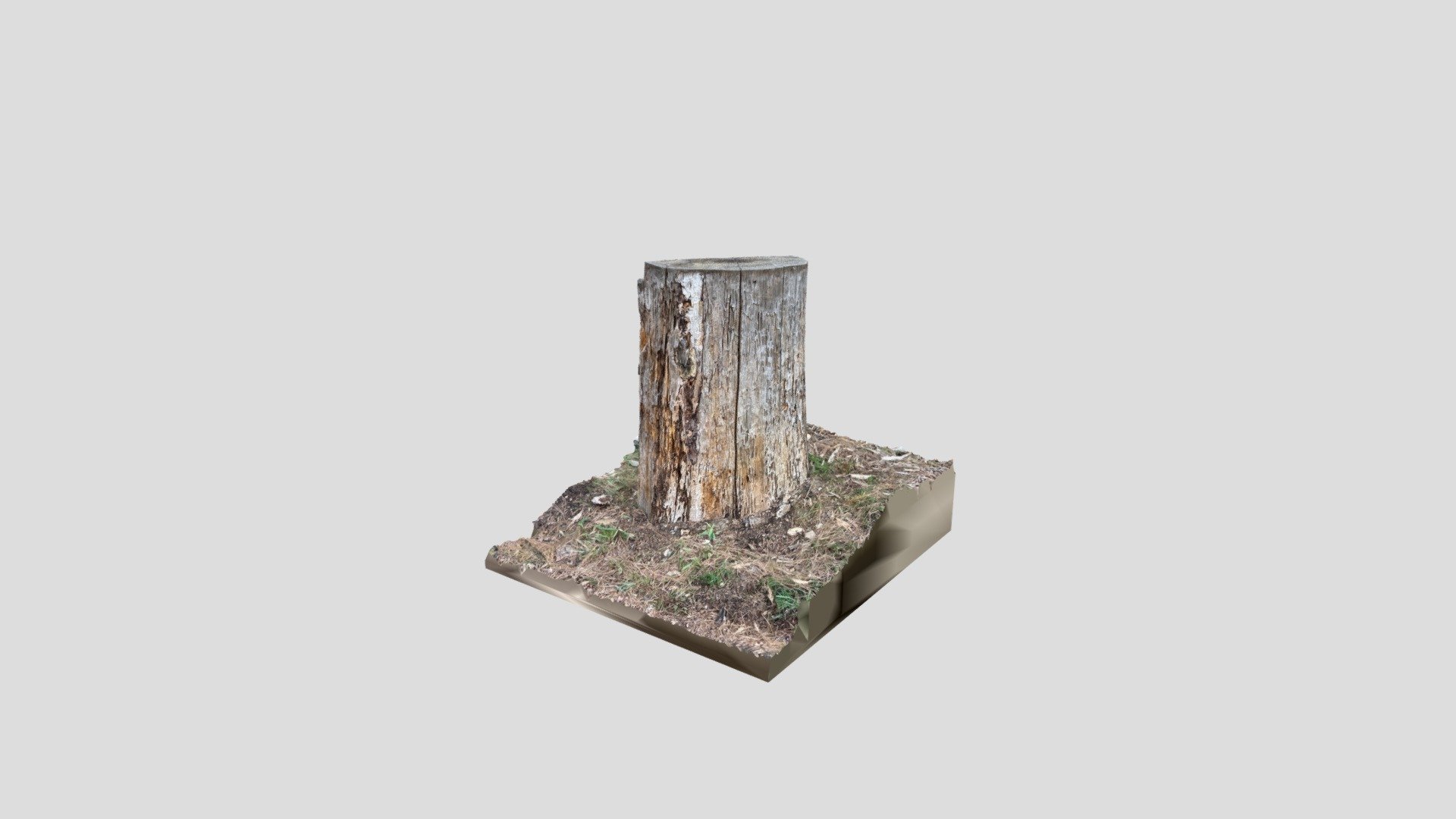 Yosemite Tree Stump