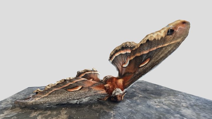 Moth 3D Model
