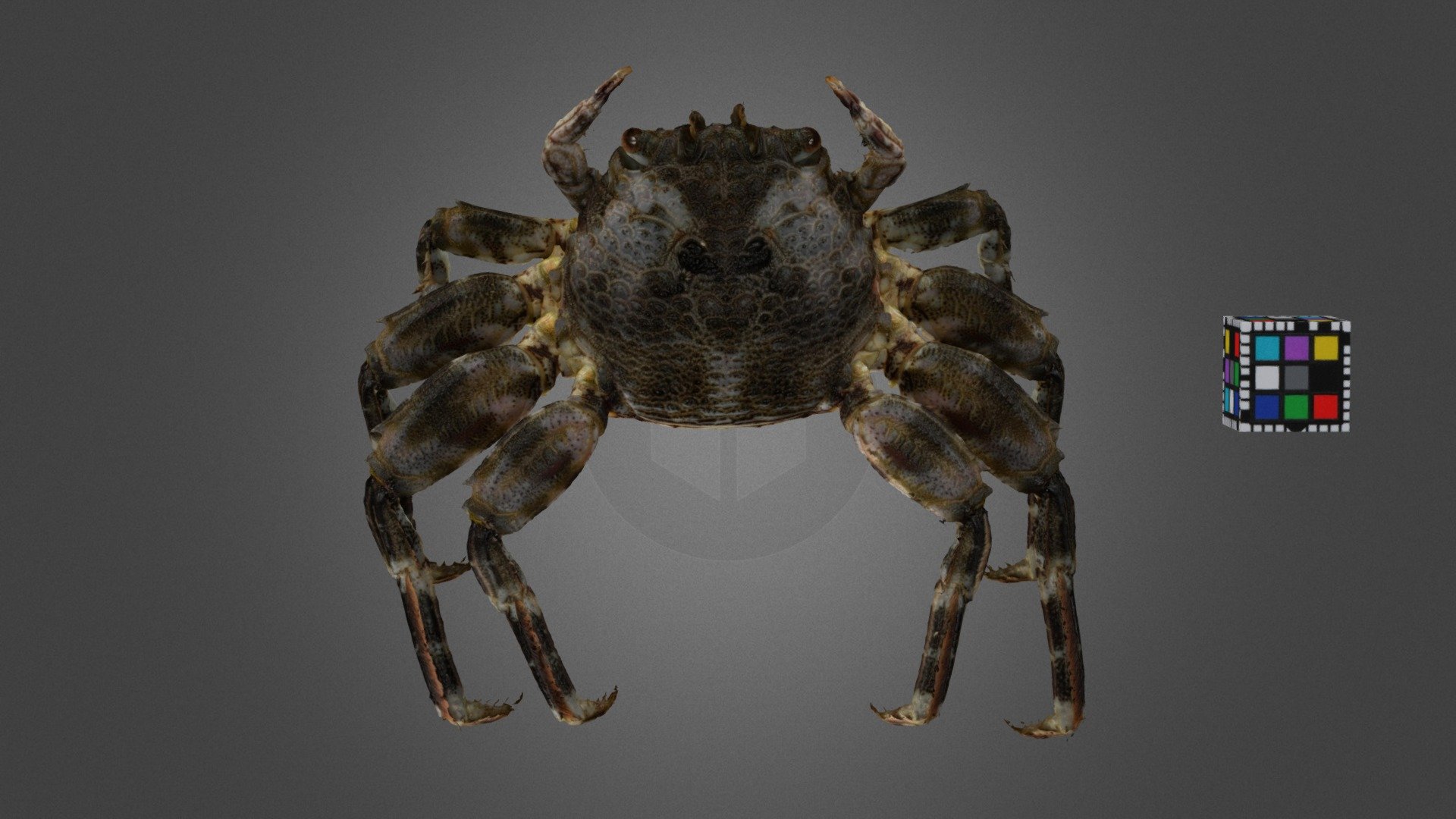 イボショウジンガニ ♀ Scaly Rock Crab, Plagusia squamosa