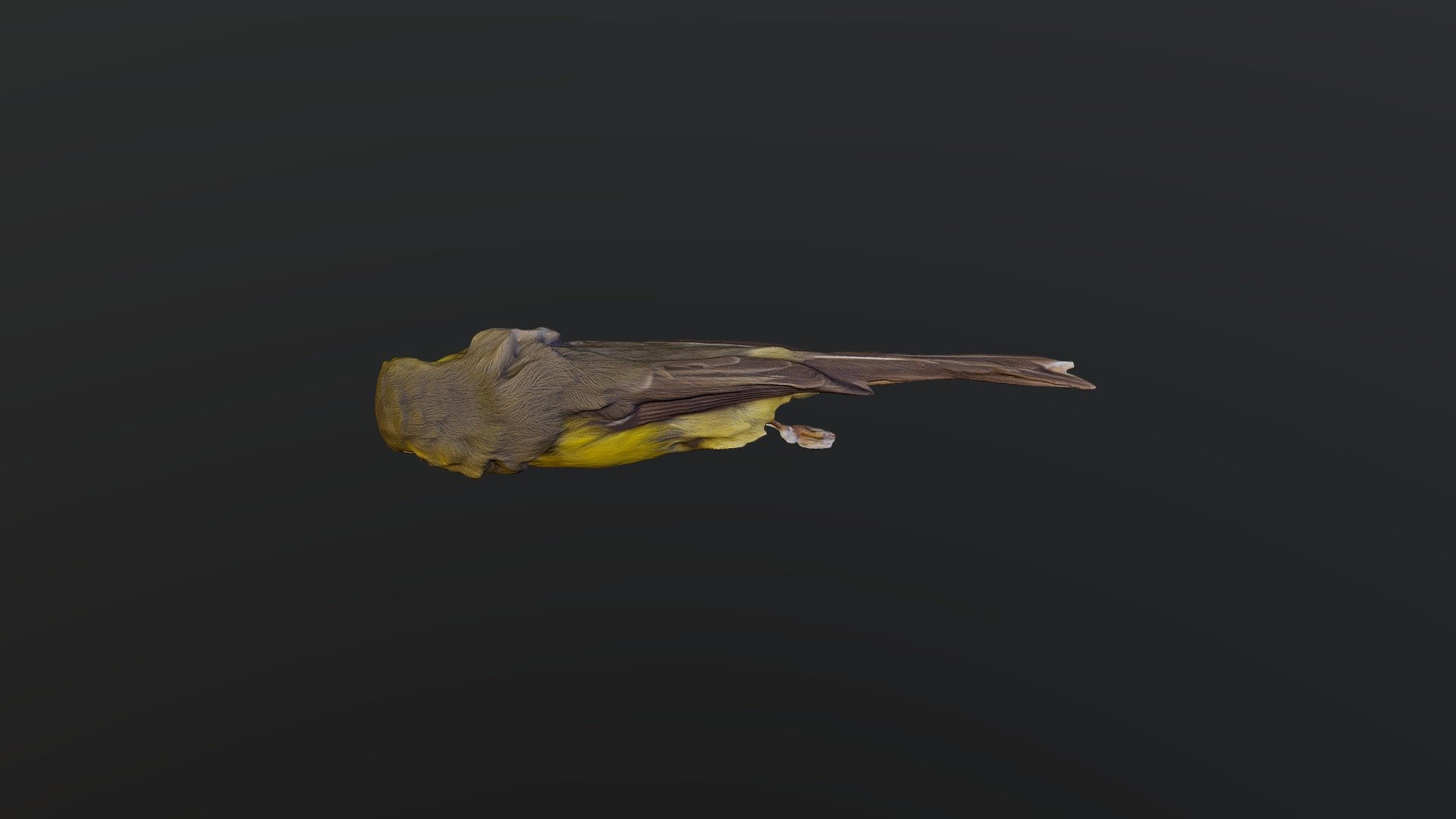 Yellow-bellied Fairy-Fantail - Chelidorhynx