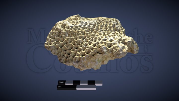 Carboniferous Coral #1 3D Model
