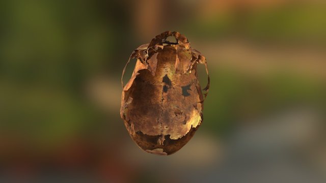 Human Skull 3D Model