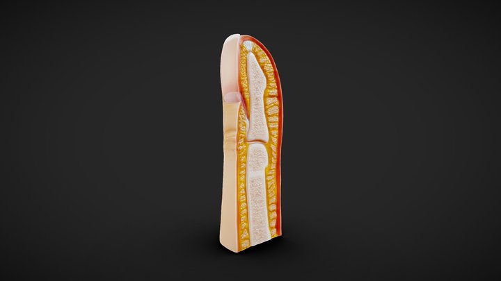 Finger and Fingernail Cross Section Anatomy 3D Model