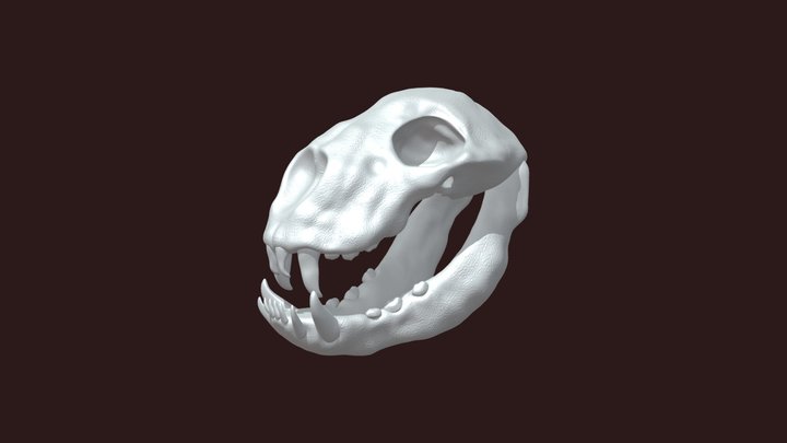 Animal Skull 3D Model