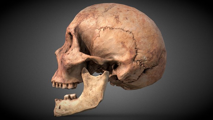 Real Human Skull 3D Model