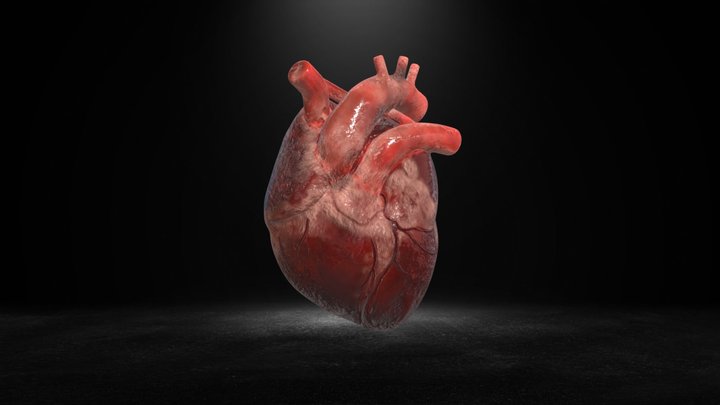 Људско срце 3D Model