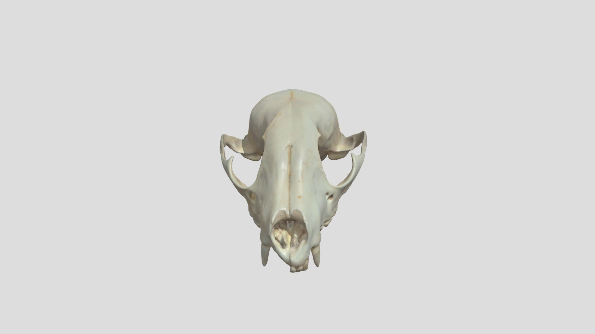 Raccoon Skull Top - Download Free 3D model by makercommons [9d32005 ...