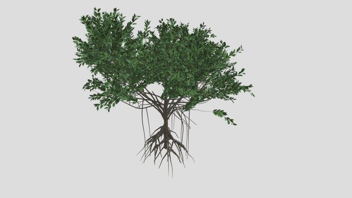 GTV mangrove tree C 3D Model