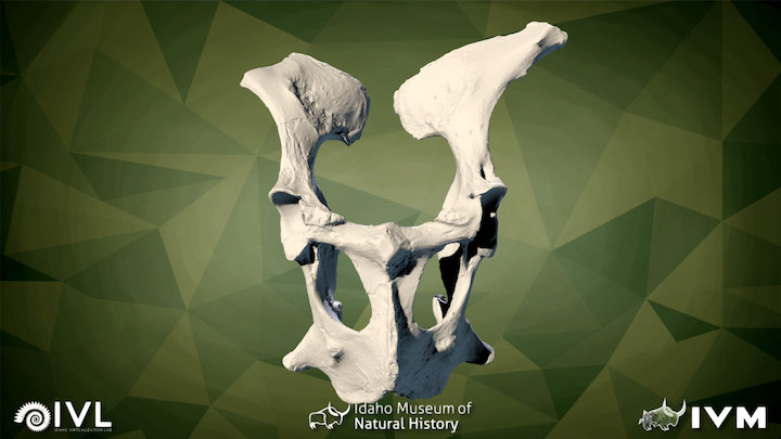 IMNH-48001-18351-Innominate – Modello 3D gratuito STL